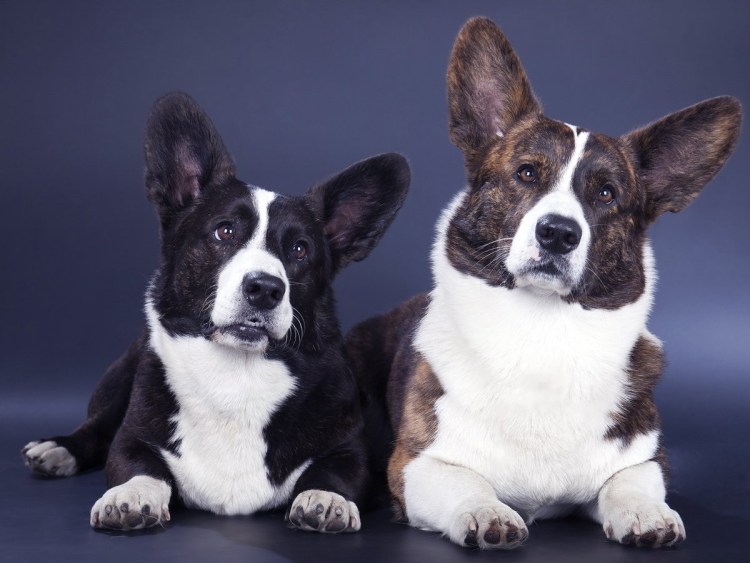 Собака вельш корги пемброк характер