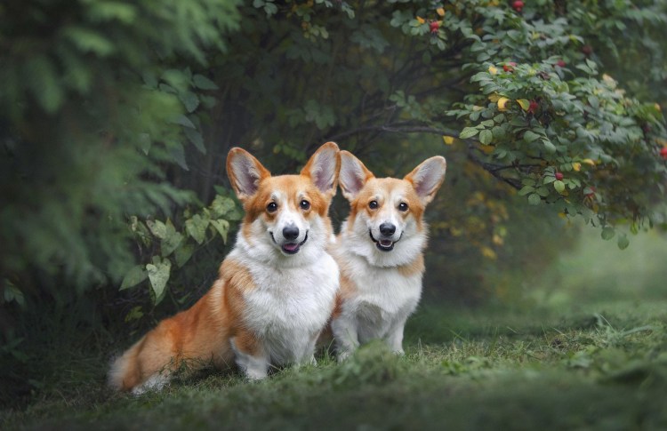 Корги пастушья собака