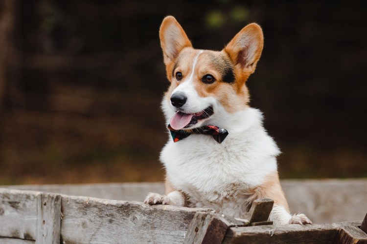 Собаки породы вельш корги пемброк