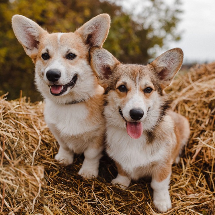 Собачка вельш корги пемброк