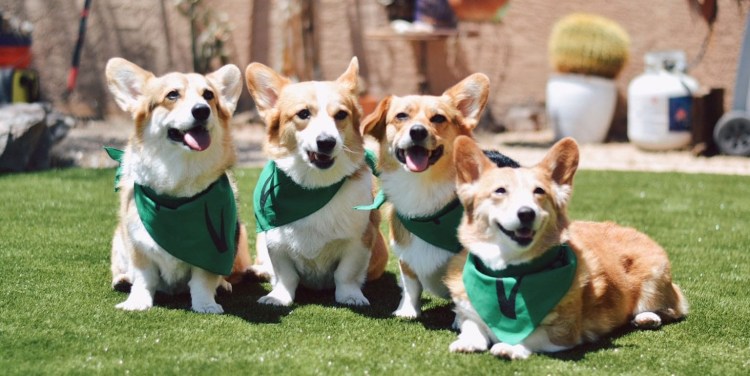 Вестготашпиц шведский вальхунд