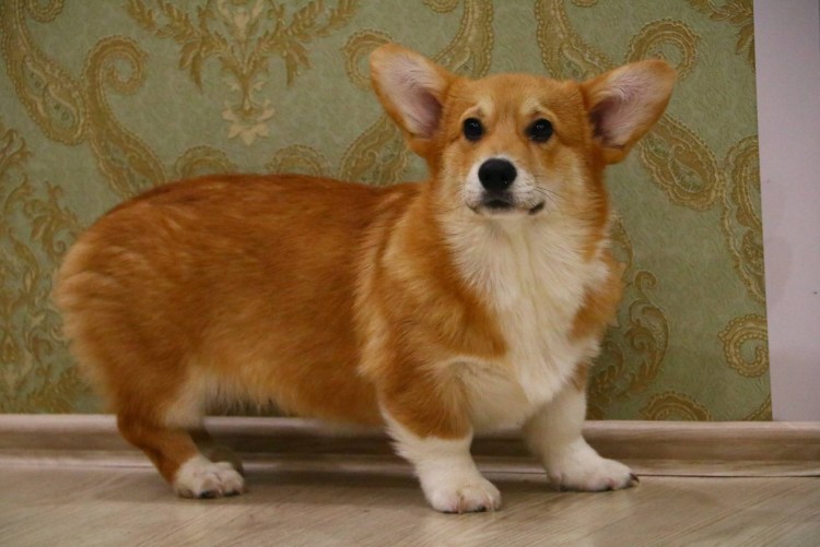 Вельш корги пемброк