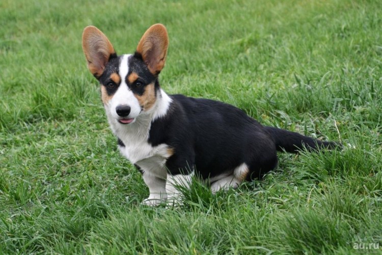 Уэльская овчарка