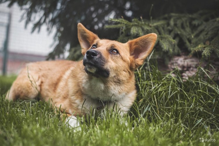 Корги это овчарка или нет