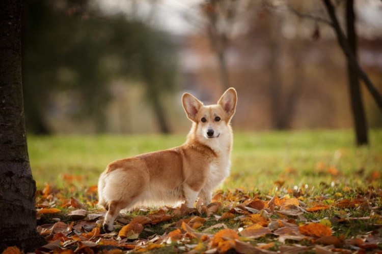 Корги пемброк Триколор