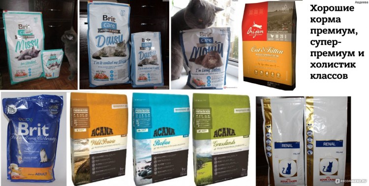 Корм для кошек премиум супер-премиум холистик