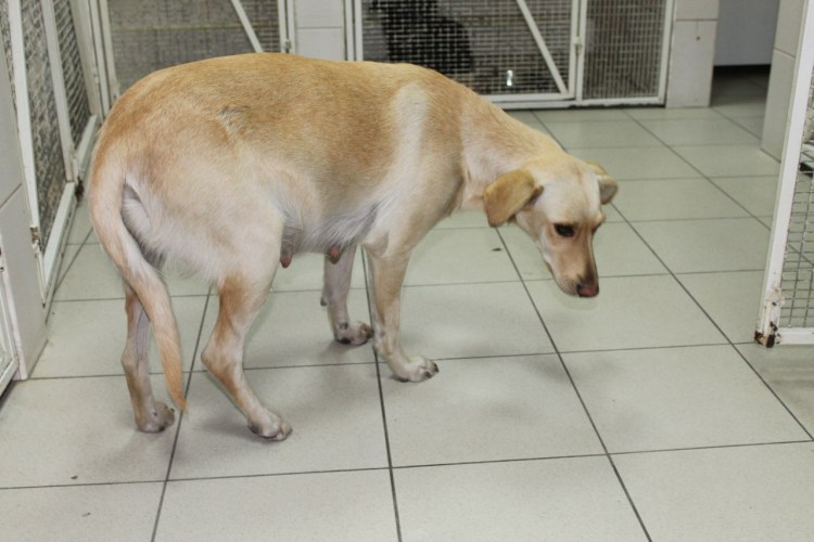 Место для рождения щенков