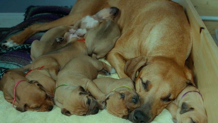 Кормить собаку