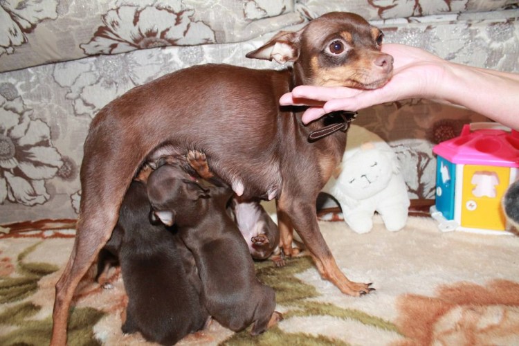 Новорожденные котята недоношенные