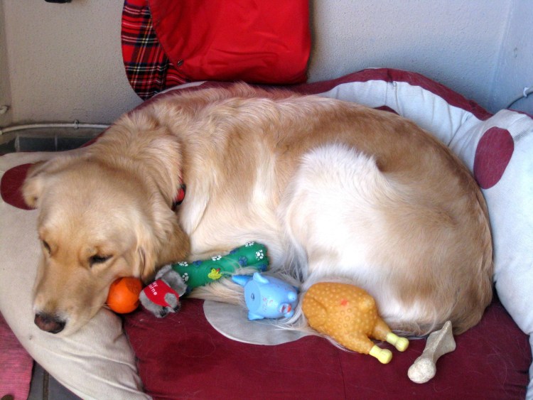 Щенки Восточно европейской овчарки Новорожденные