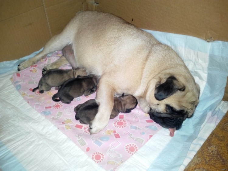 Беременные лабрадоры