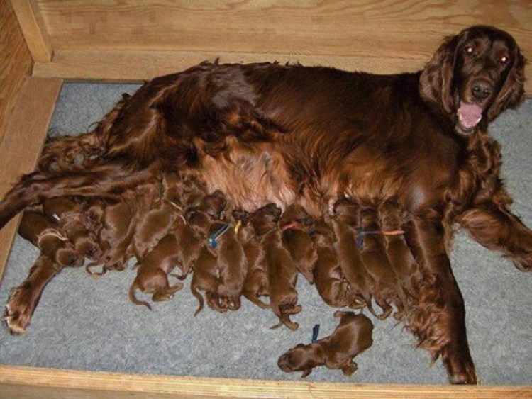 Американский стаффордширский терьер новорождённые щенки