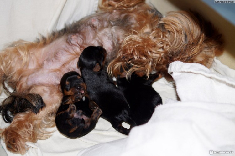 Самка собаки