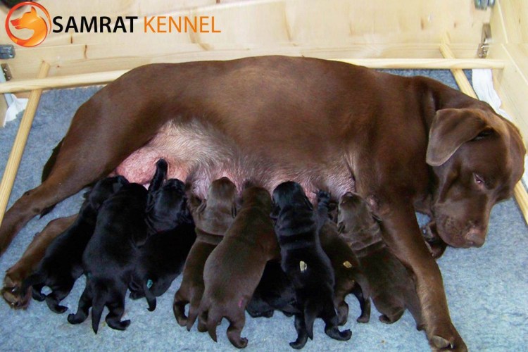 Кавказская овчарка новорождённые щенки