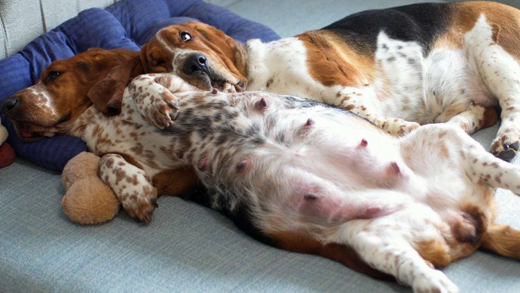 РОЖАЛКА для собак