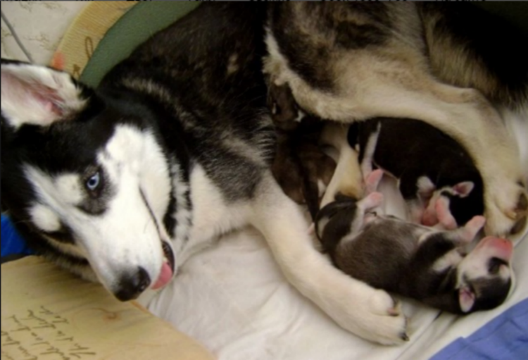 Беременный Йоркширский терьер