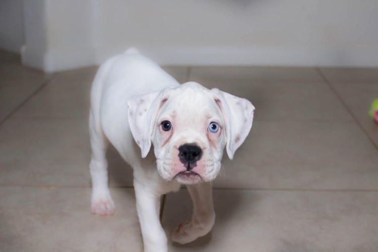 Белый боксер собака