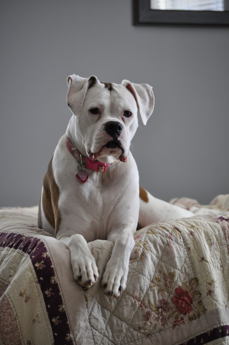 Боксер альбинос