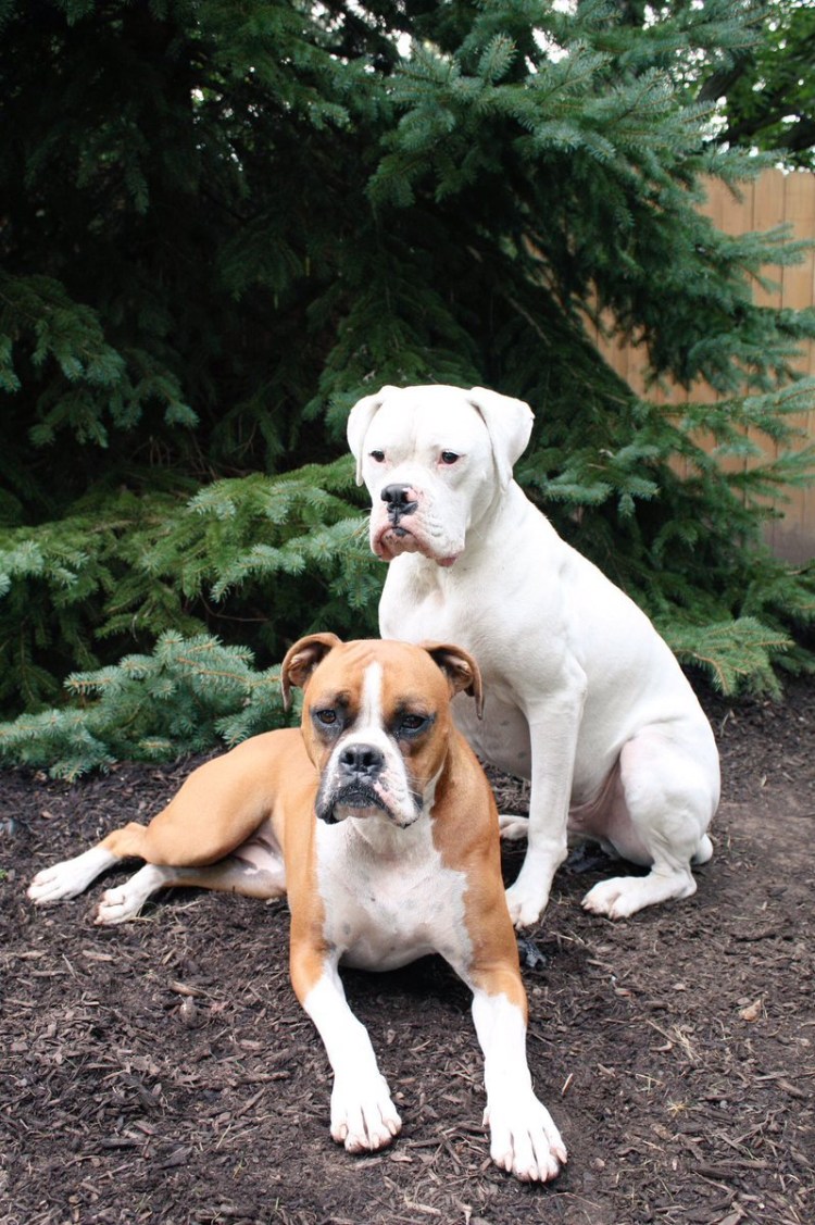 Белый боксер собака