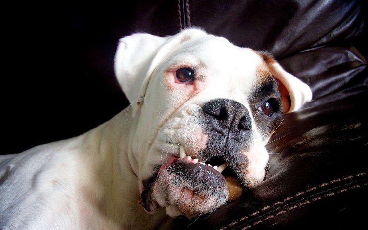 Немецкий бульдог