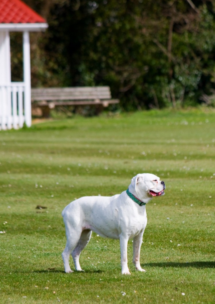 Щенки боксера