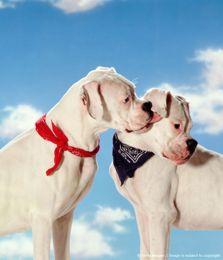 Боксер пятнистый