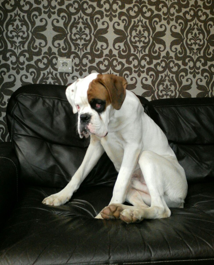 Боксер альбинос