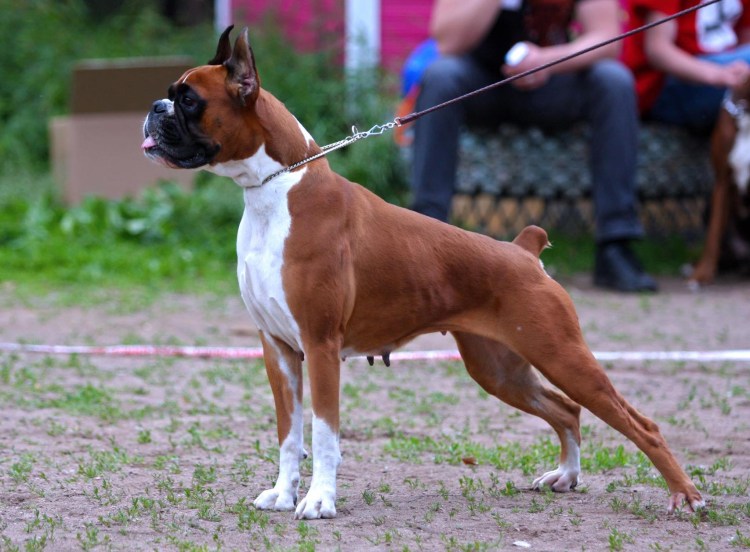Собака боксер вектор
