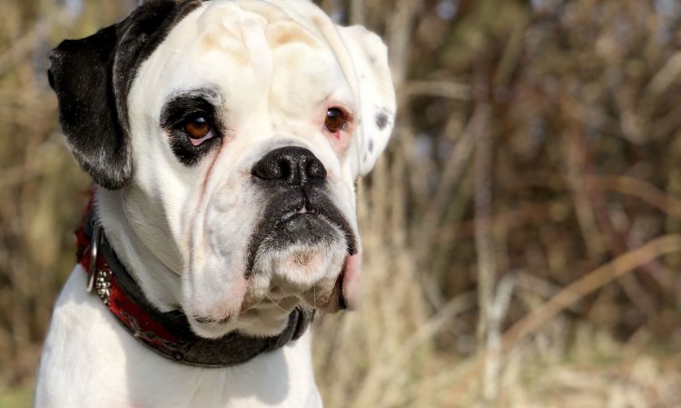 Порода боксер белый