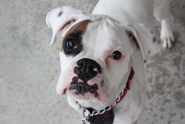 Белый боксер