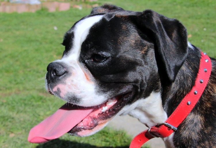 Американский бульдог мини