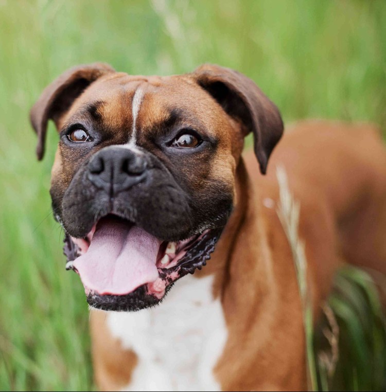 Собака боксер сидит