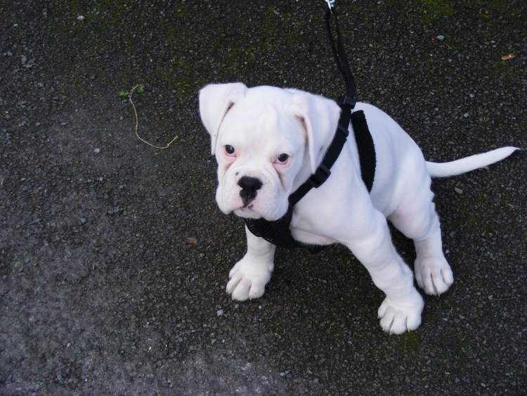 Боксёр собака альбинос