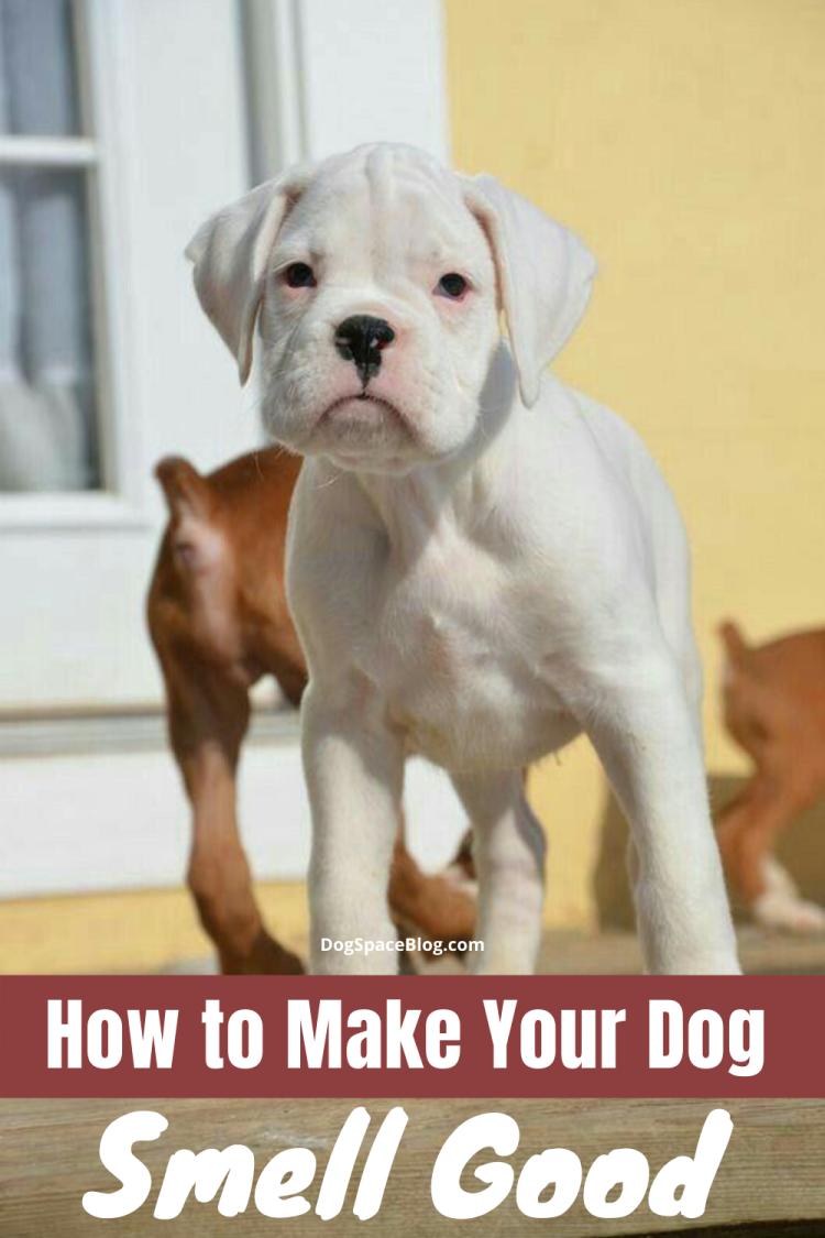 Немецкий боксёр собака белый