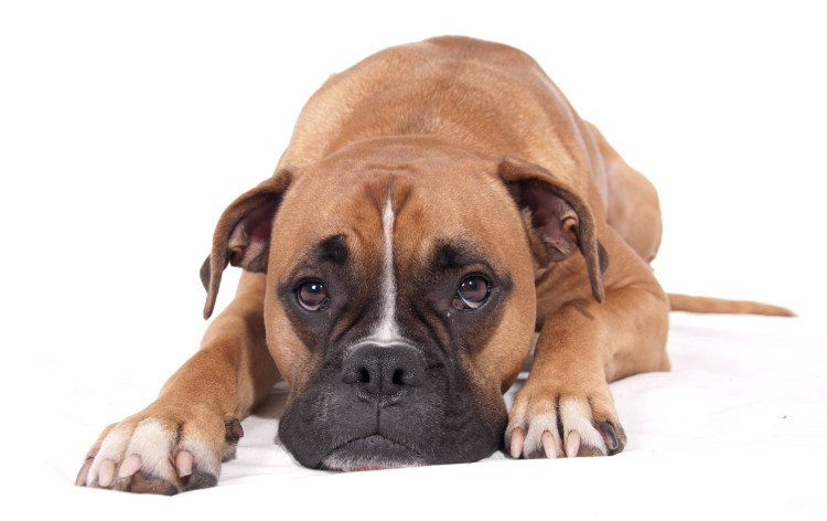 Боксёр порода собак