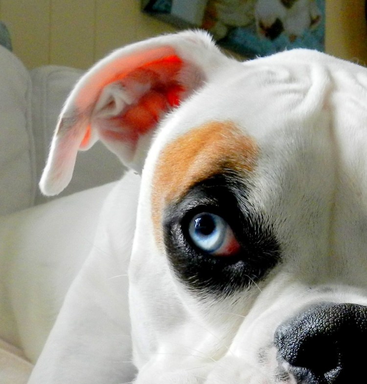 Белый боксер