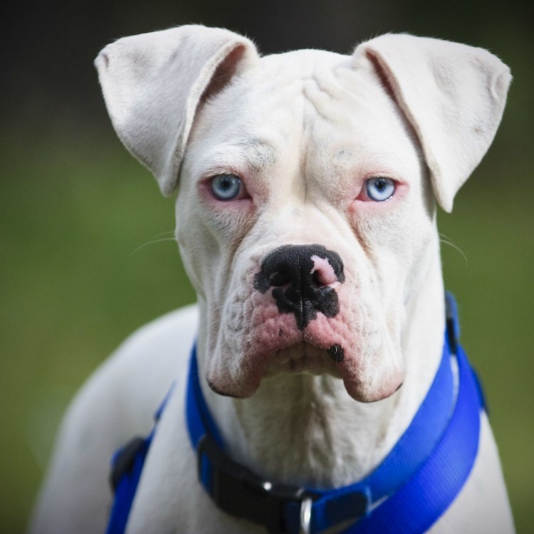 Белый немецкий боксер в пятнах