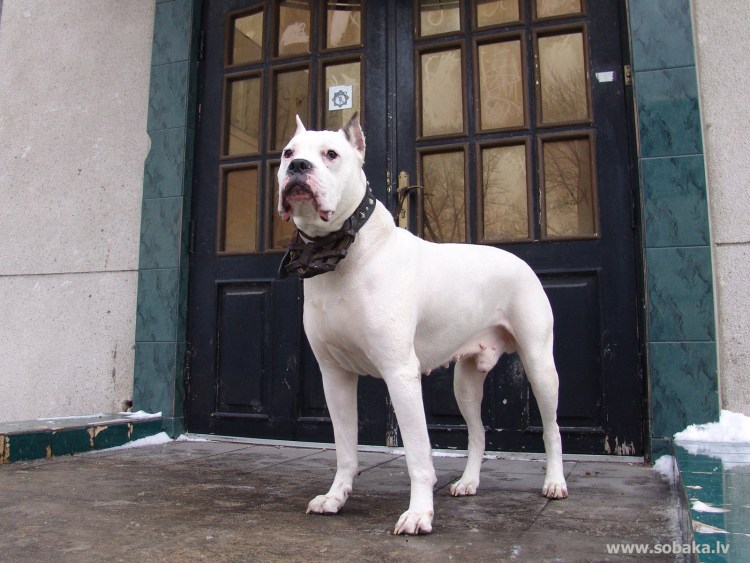 Боксер альбинос