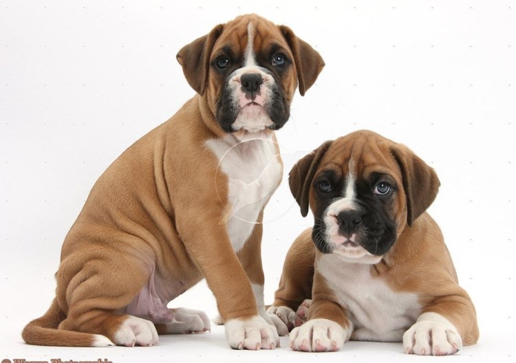 Боксер собака лежит