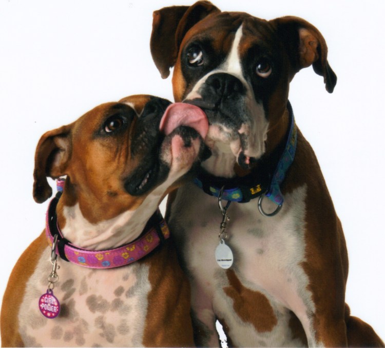 Собака боксер черно белый