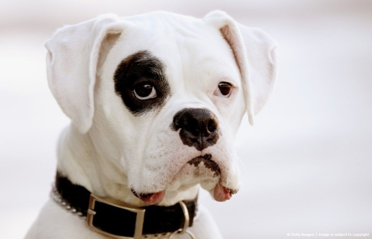 Белый боксер собака