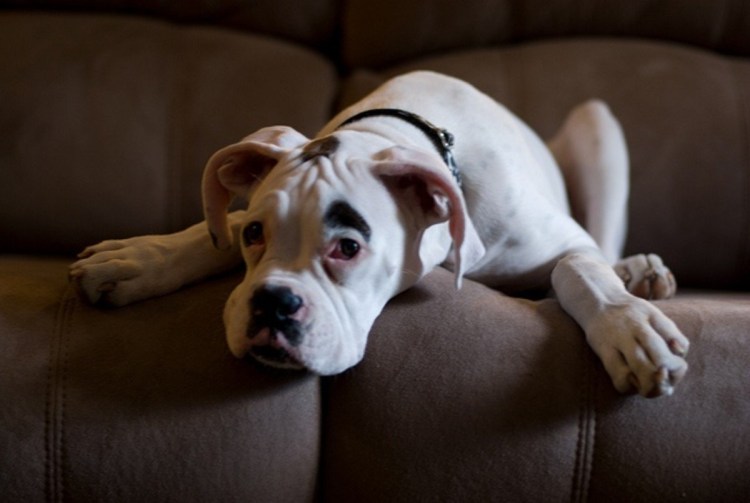 Немецкий боксёр