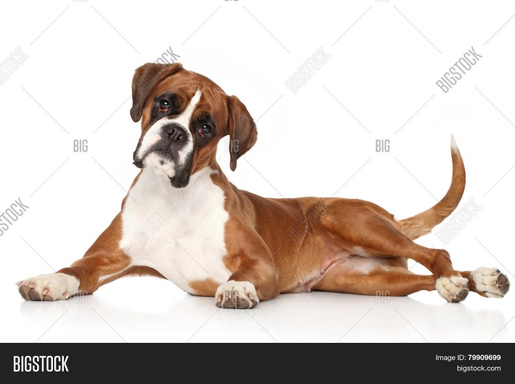 Немецкий боксер морда