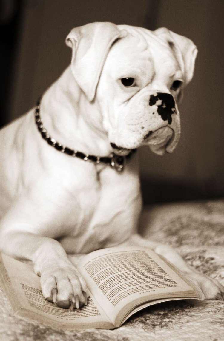 Боксер альбинос