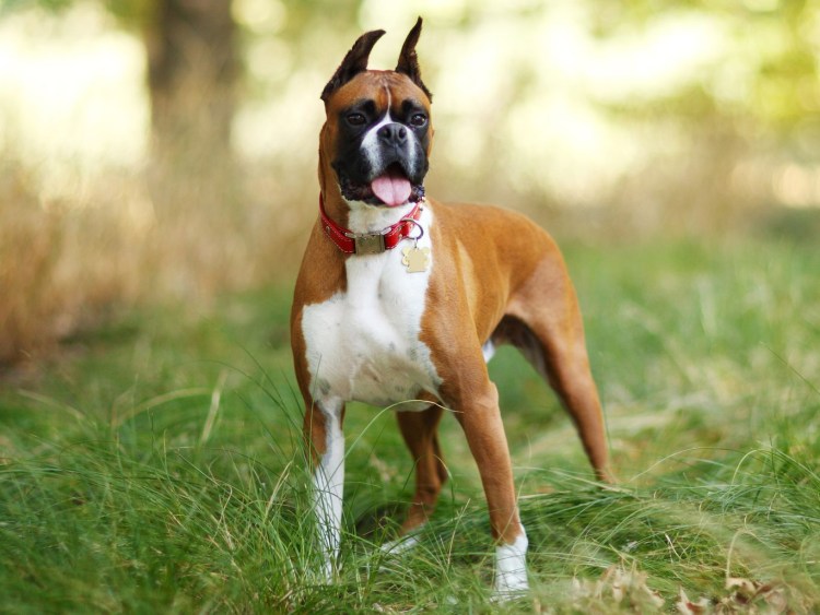 Белый боксер собака