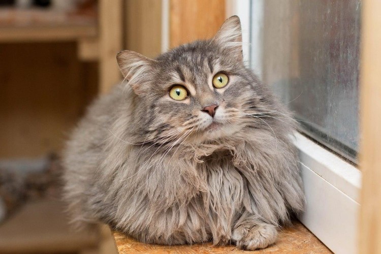 Серая длинношерстная кошка