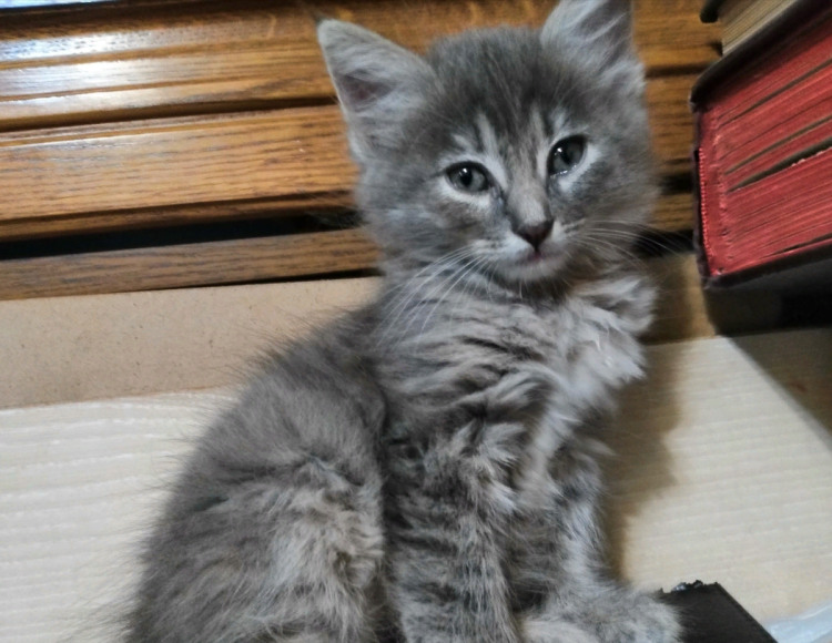 Дымчатый пушистый котенок