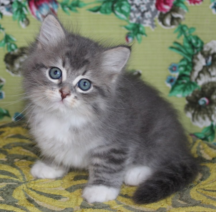 Сибирский котенок серо белый