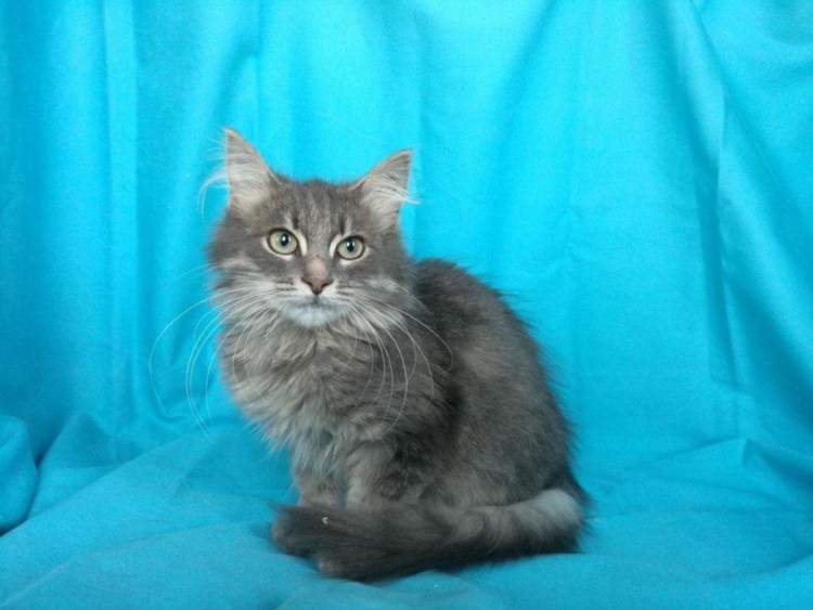 Сибирская дымчатая