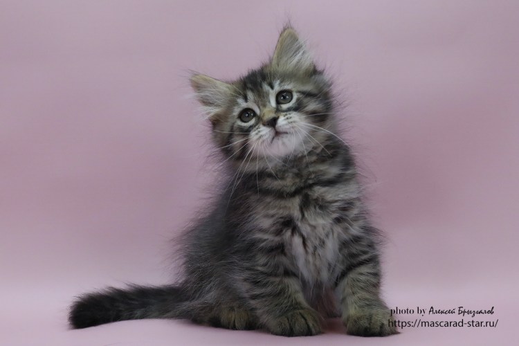 Сибирские котята Красноярск